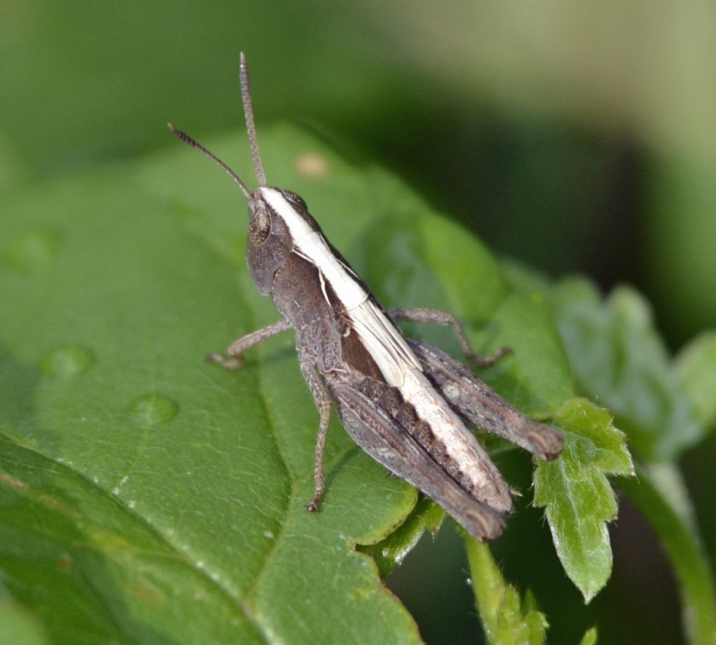 Sub-adulto di Chorthippus brunneus brunneus